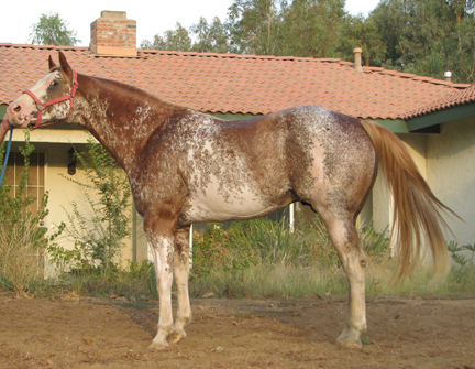 stallion for sale